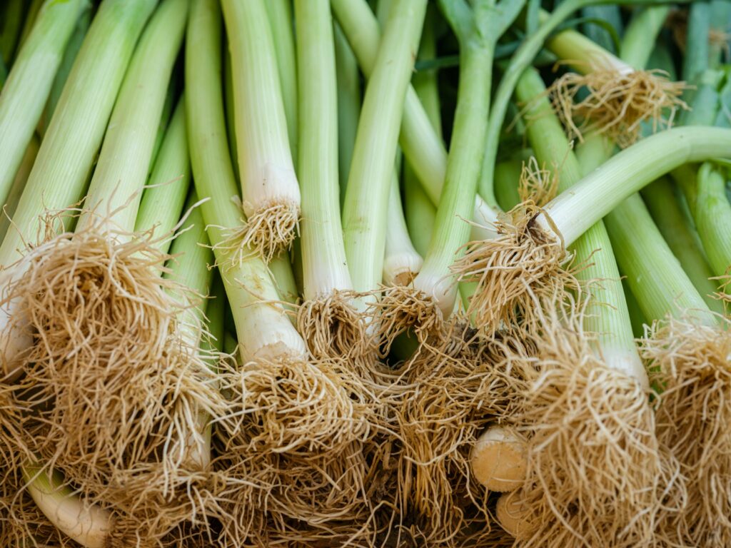 a pile of green onions with roots on them